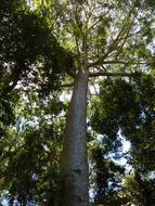 impressive tree landscape