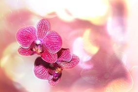 bright pink orchids close up