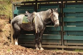 saddled grey horse stands at fence