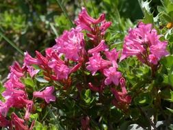 ciliated alpenrose garden flowers