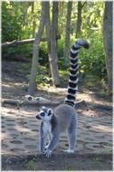 Beautiful, colorful and cute ring tailed lemur among the plants