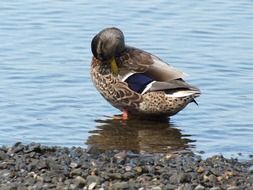 stunning duck female bird