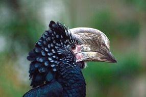 black hornbill bird portrait