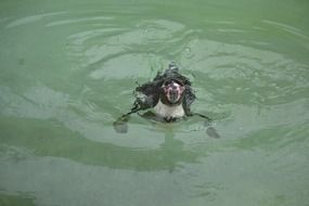 funny swimming penguin