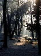 morning light beams in the forest