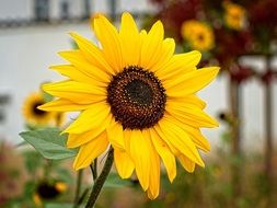 closeup picture of sunny decorative sunflower