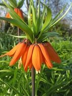 imperial crown like a flower