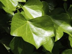 green ivy leaf