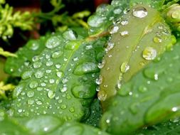 Dew drops on the green leaves