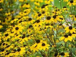 yellow daisies flowers summer scenery