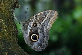 grey butterfly with eyespots