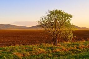 evening field nature landscap