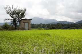 Barn in the rice field