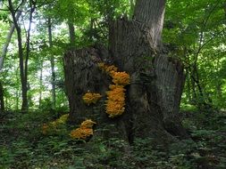 fungus stump