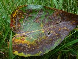 spoiled leaf on green grass