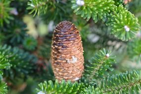 brown pine cone tap conifer needles