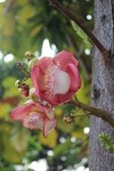 side view of a flowering plant in Thailand