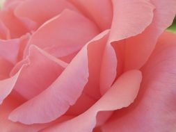pale pink rose with large petals closeup