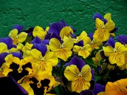 yellow purple pansies on the grass in garden