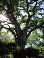 oak against the sky with the sun