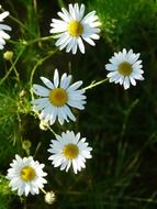 genuine chamomile flowers in nature