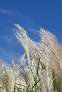 fluffy tall grass