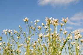meadow flowers on a sunny field