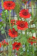 Red japanese flowers on a fence