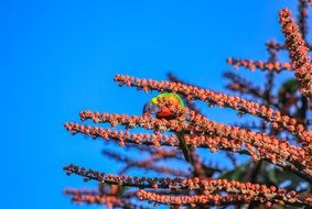 exotic bright parrot eating berries