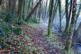 uphill along the forest trail