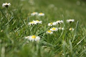 blooming daisies among green grass