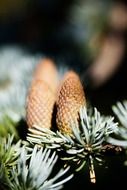 brown cones on a branch with needles