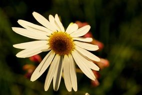 chamomile bud closeup