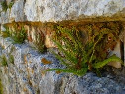 picture of fern on a wall