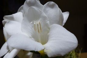 close-up photo of White freesia flower