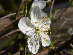 white cherry flower blossom