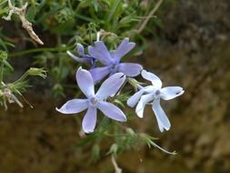 light blue phlox