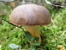 big edible mushroom in the forest