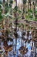 Palm trees in a wetland in Florida