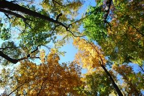 yellow and green crowns of trees in the forest