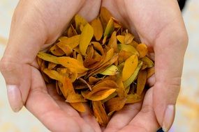 small leaves in the hands