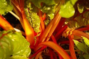 Plant stems close-up