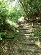 stairs forest stairway