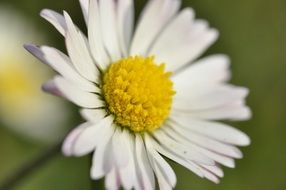 White daisy on a blurred background