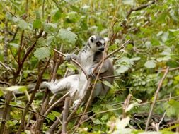 gray lemur among green thickets