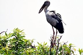 crane bird in india outdoor portrait