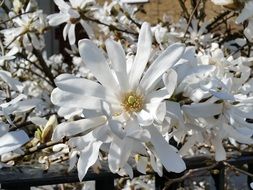 White magnolia blossoms in spring