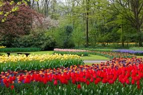 alleys of bright multicolored tulips in a park in holland