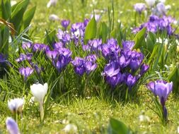 meadow with white and purple crocus flowers