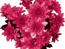 bouquet of small red chrysanthemum
